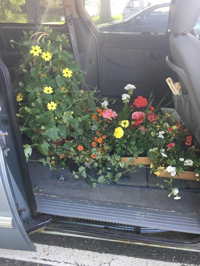 car Plants